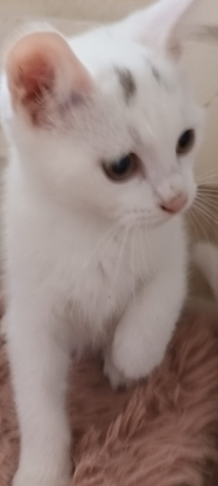 Britse korthaar X Khao Manee mag verhuizen!, Dieren en Toebehoren, Poes, Gechipt