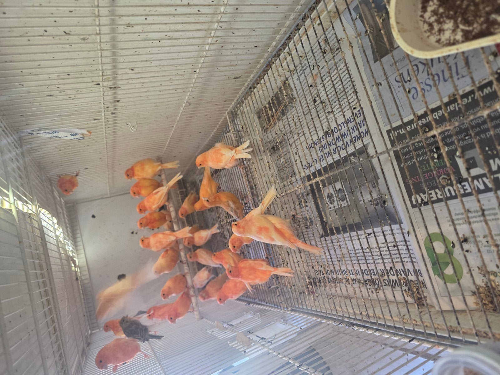 oranje kanarie te koop €45 koppel, Dieren en Toebehoren