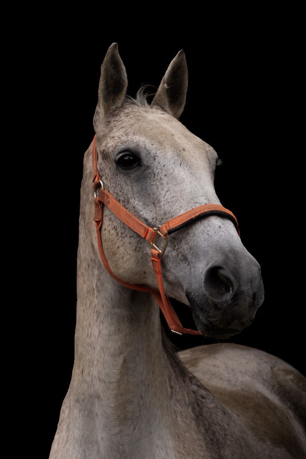 12 jarige ruin - Draver, Dieren en Toebehoren, Gechipt, Ruin, 11 jaar of ouder, Recreatiepaard