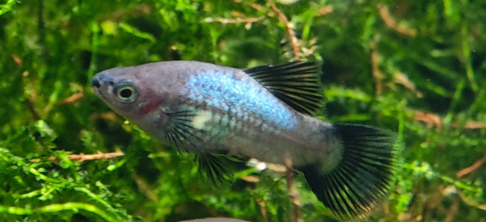 blauwe platy - platies - blue platy - wagtail platy, Vis, Zoetwatervis, Schoolvis