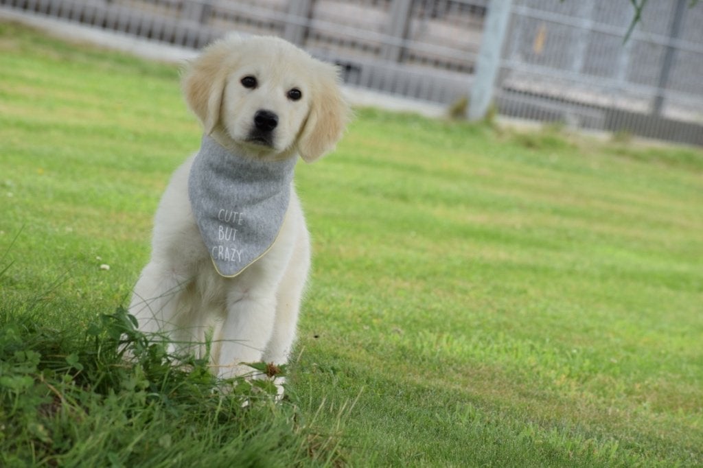 Golden retriever pups, Dieren en Toebehoren, Golden retriever, België, 8 tot 15 weken, Meerdere
