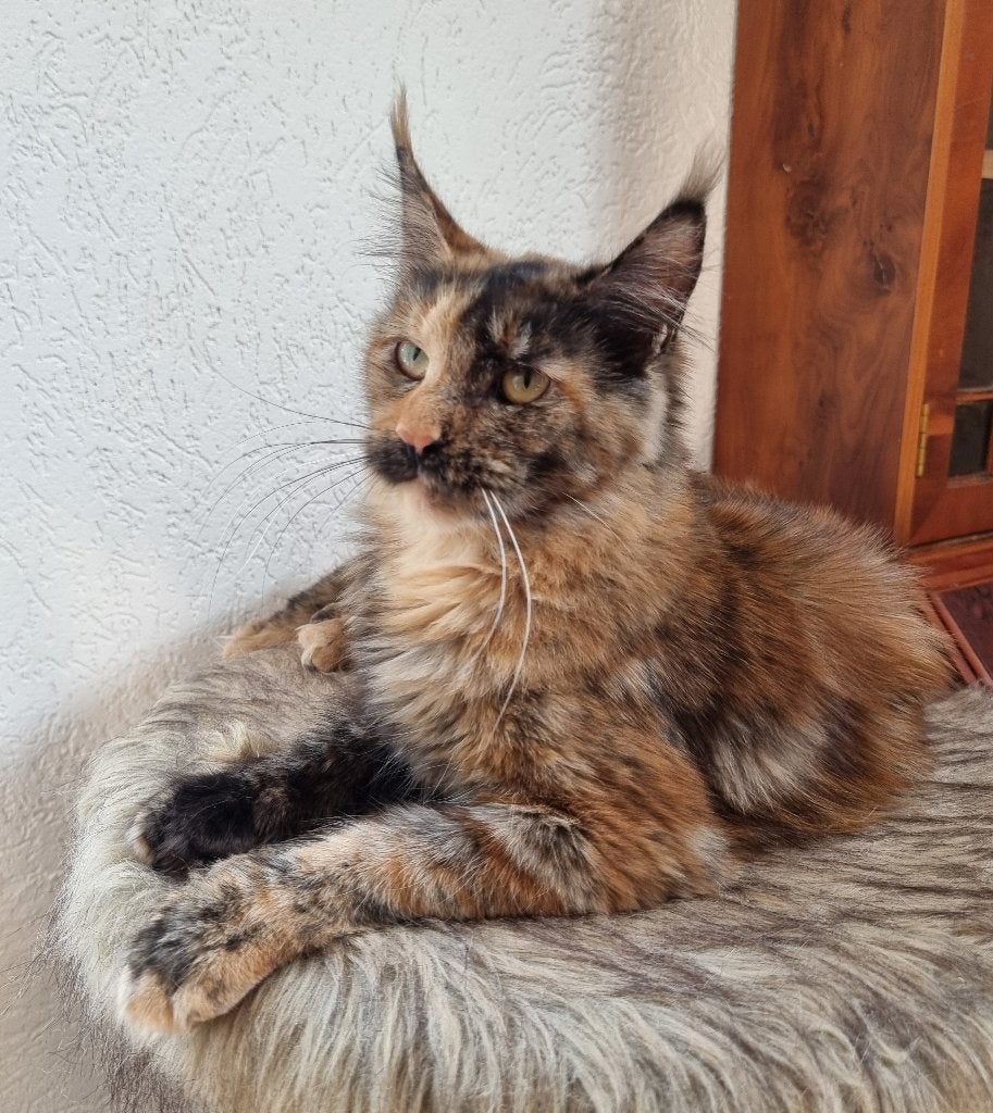 Mooie knuffel Maine Coons, Poes, Met stamboom, 0 tot 2 jaar