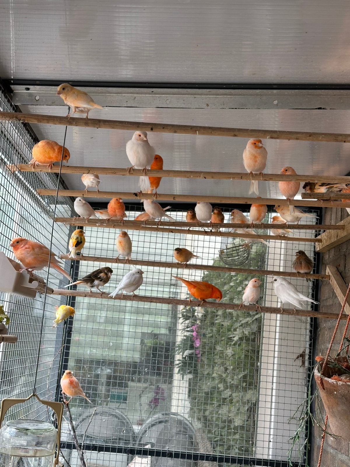 Kanarie, Dieren en Toebehoren, Mannelijk, Kleurkanarie