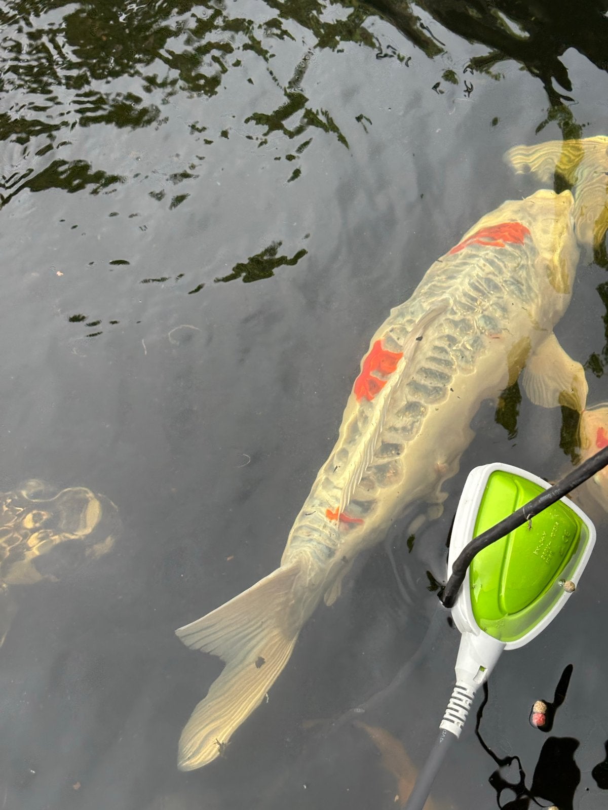 Japanse Koi vissen ca. 35/40 cm, Karper of Koi