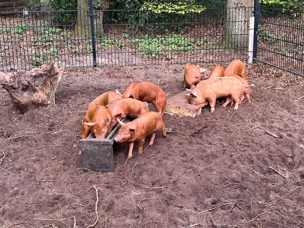 Zuivere Tamworth biggen, Dieren en Toebehoren, Meerdere dieren, Varken, 0 tot 2 jaar