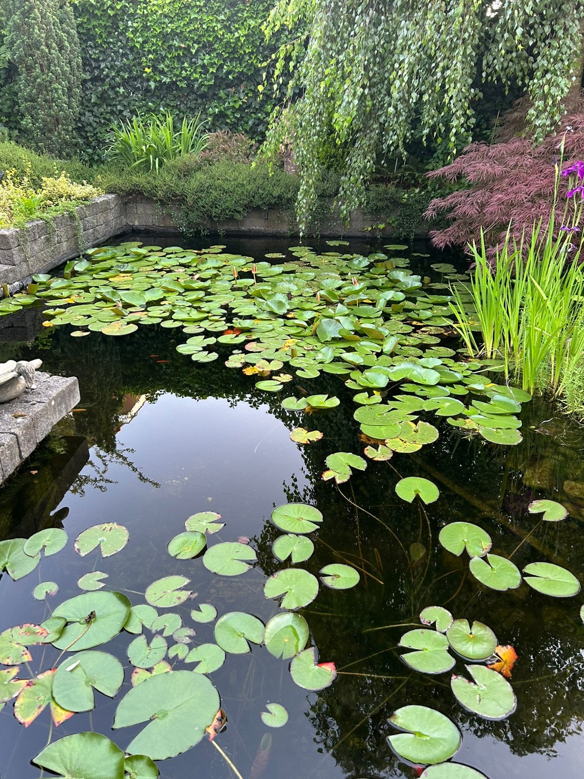Diverse soorten vissen en witte waterlelies, Tuin en Terras, Ophalen, Zo goed als nieuw