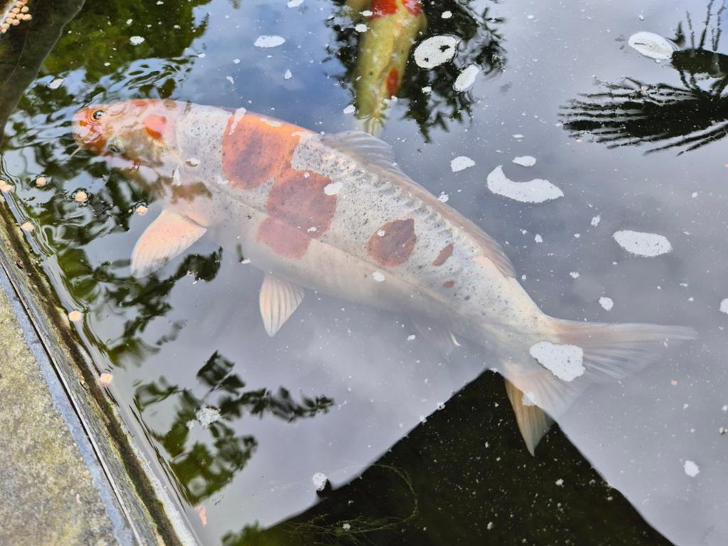 Doitsu ochiba ( koi karper), Dieren en Toebehoren, Vissen | Vijvervissen, Karper of Koi