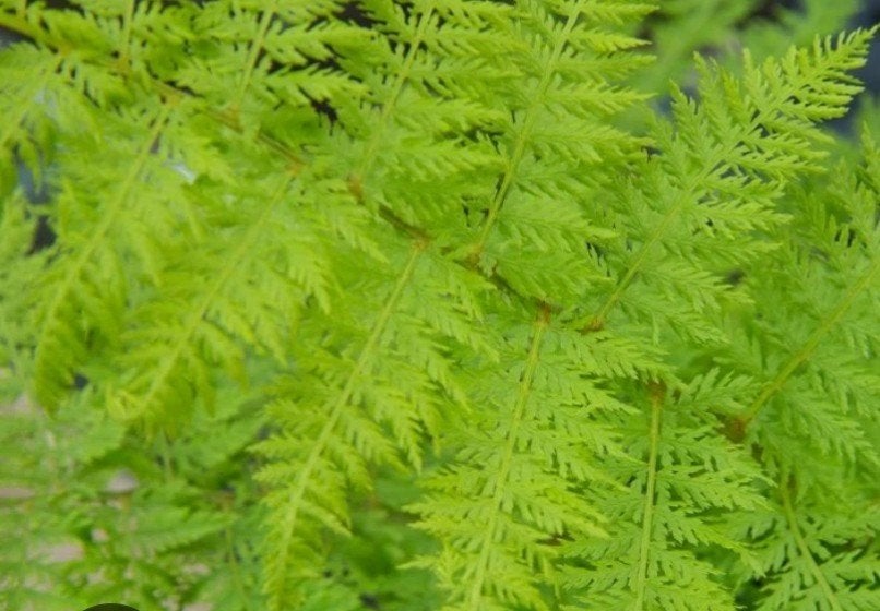 Athyrium filix-femina P9 - Vrouwtjesvaren, Tuin en Terras, Vaste plant, Varens, Ophalen of Verzenden, Bloeit niet