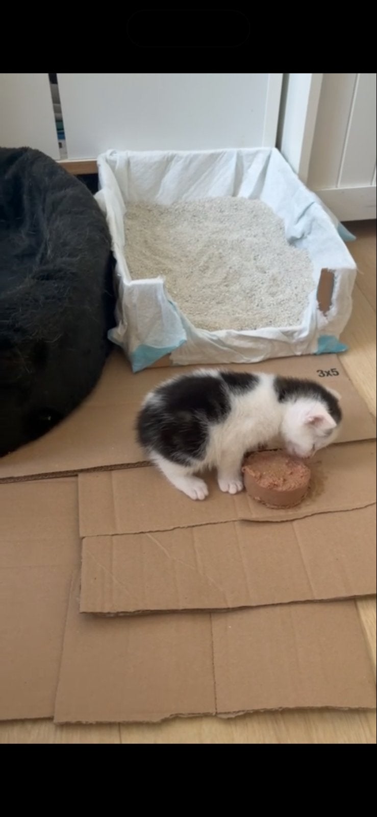 gratis kitten, Poes