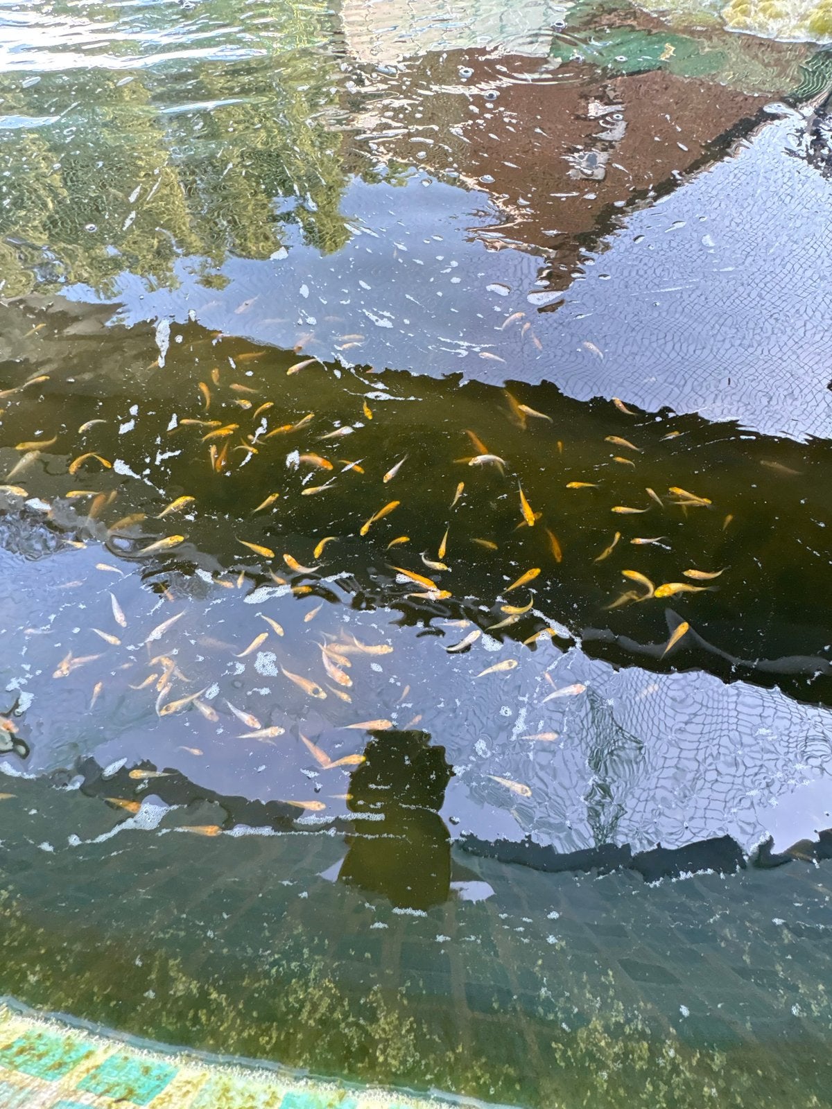 Baby koi 5-10 cm, Karper of Koi