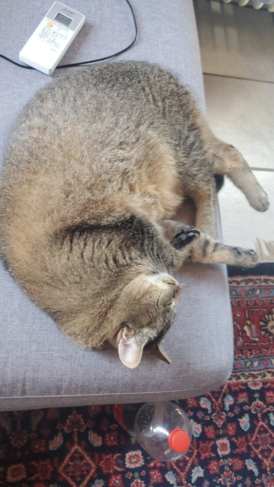 Tilo & Zoe - 2 Britse Korthaar Mix Katten zoeken thuis, Dieren en Toebehoren, Kater, Ontwormd, 0 tot 2 jaar