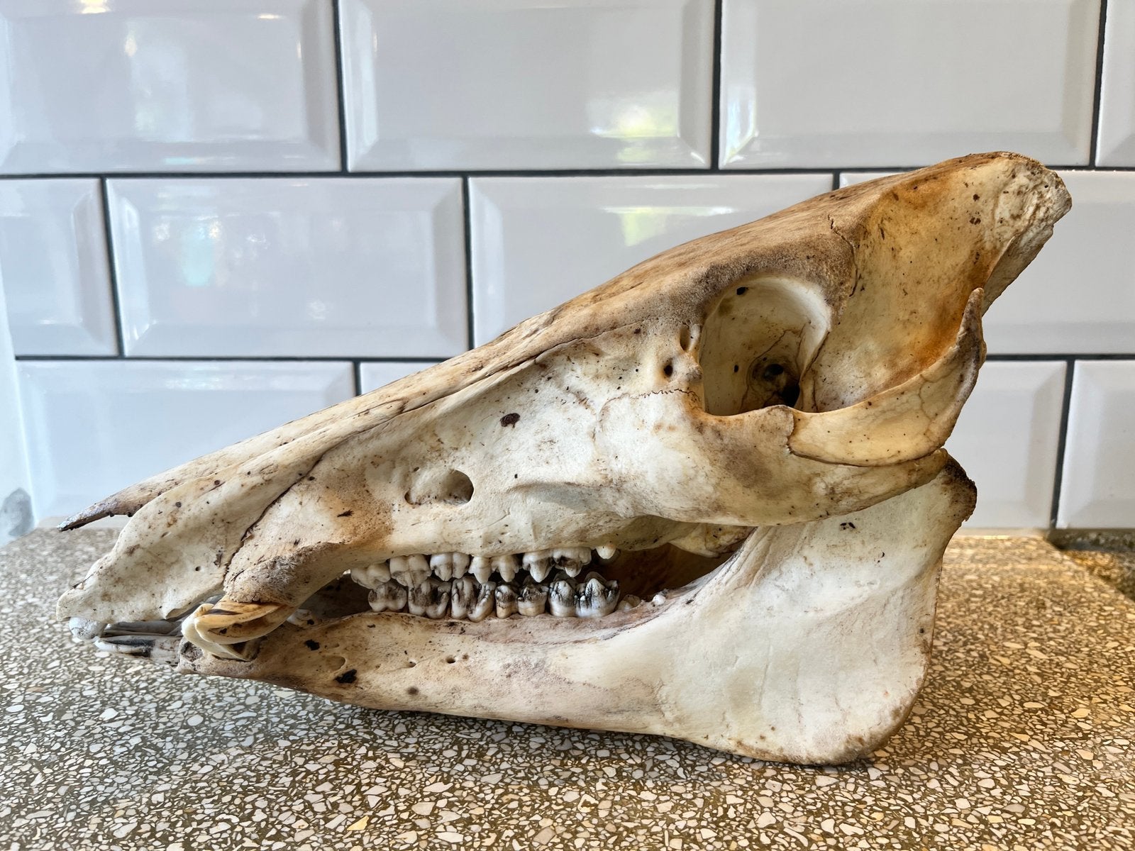 Wild zwijn schedel taxidermy, Ophalen of Verzenden, Gebruikt, Schedel