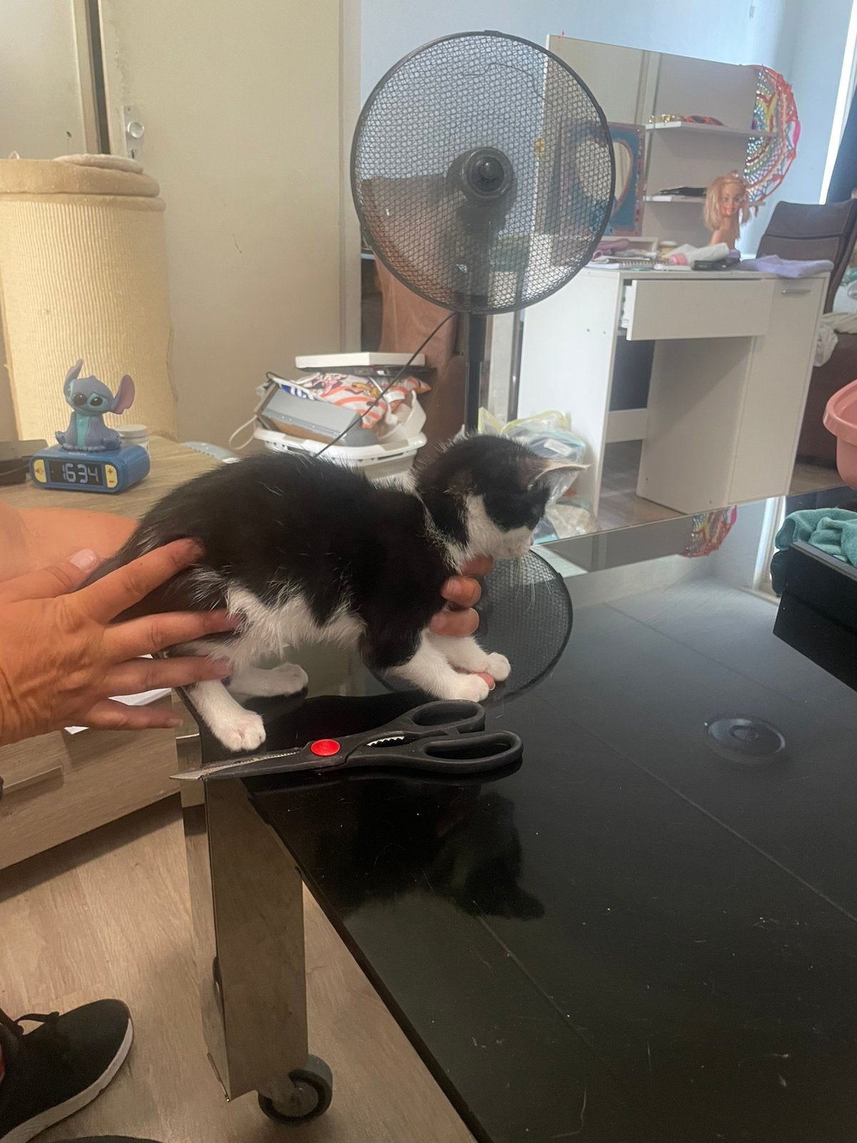 Kittens, Kater, 0 tot 2 jaar