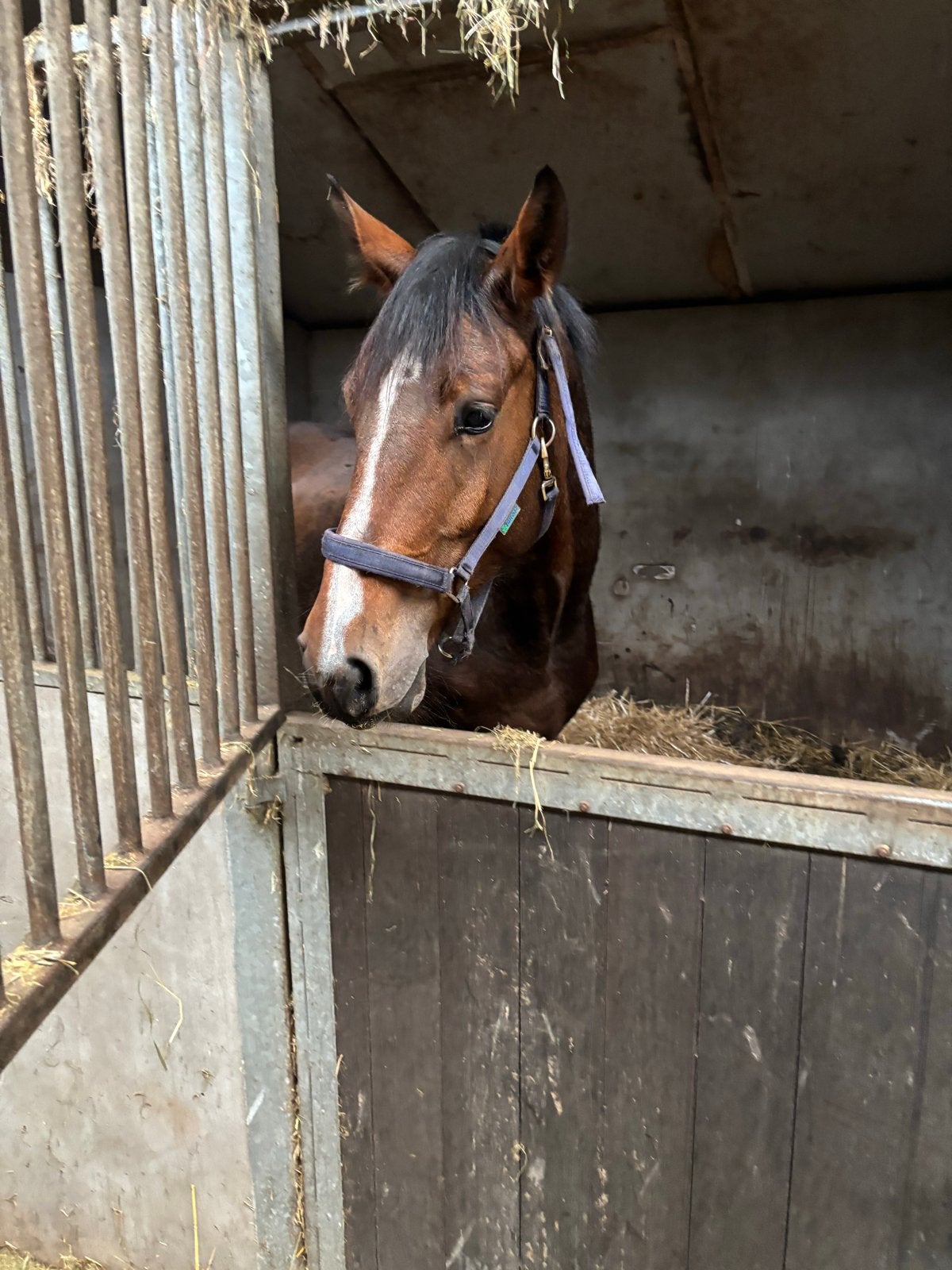 3 jarige ruin Denzel van ‘t Meulenhof, Met stamboom, Springpaard, Ruin, 3 tot 6 jaar