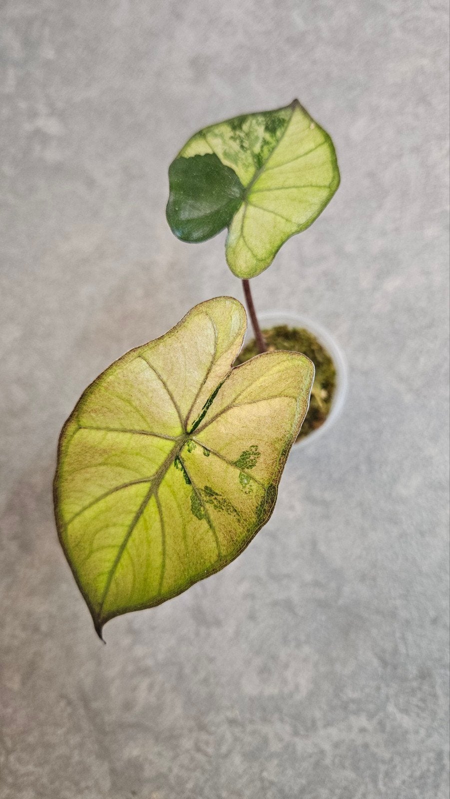 Alocasia Yucatan Princess (Tricolor) Variegata, Ophalen of Verzenden, Halfschaduw, Minder dan 100 cm