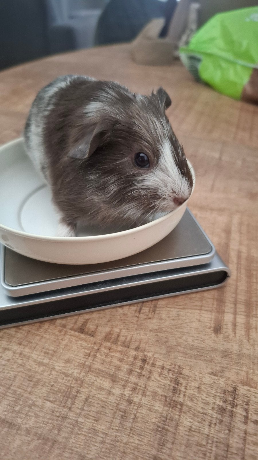 Superlief en gezond baby cavia beertje, Cavia, Juni, Mannelijk, Tam