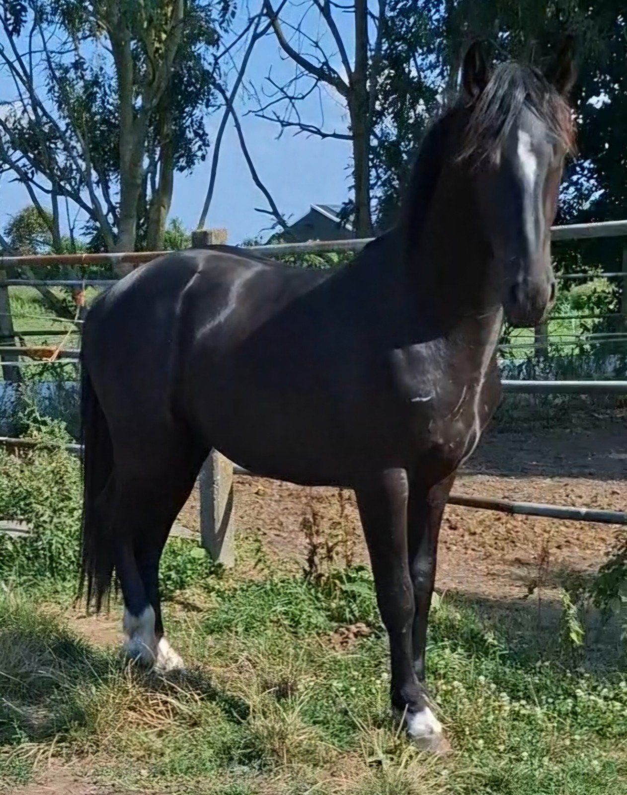 Mooie Barock Pinto hengst, Dieren en Toebehoren, Paarden, Minder dan 160 cm, Met stamboom, B, 0 tot 2 jaar