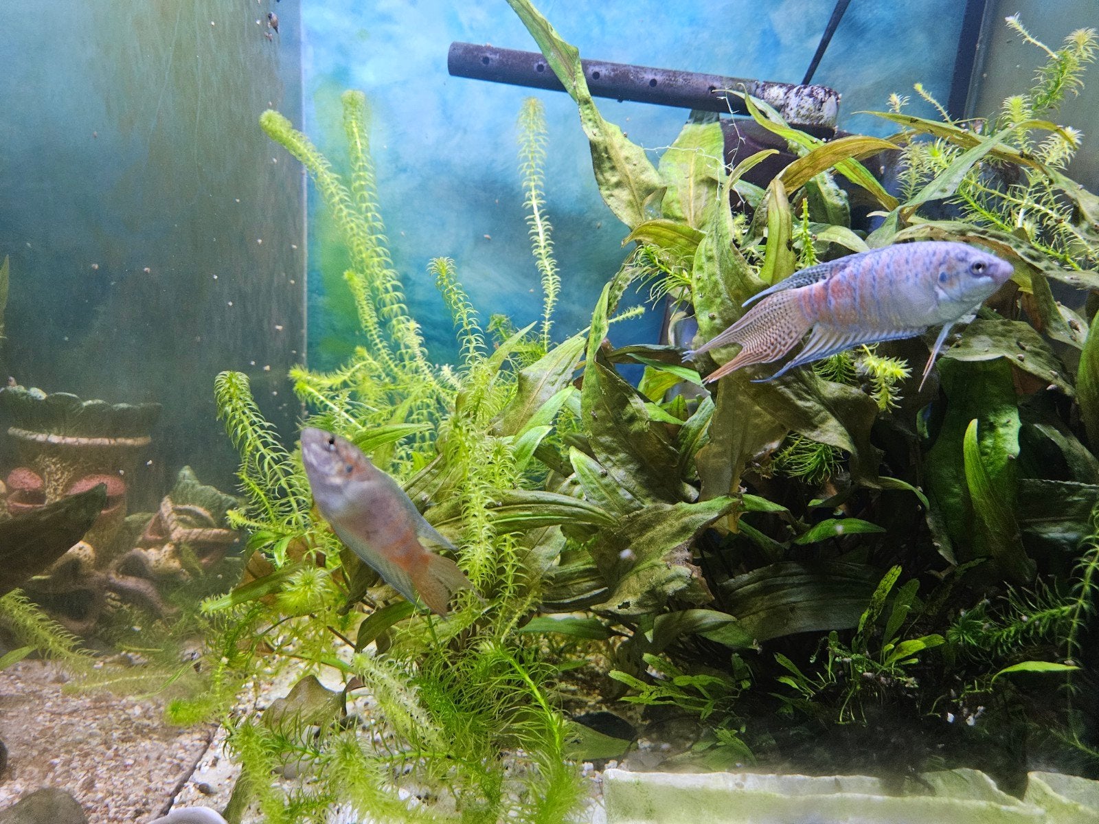 Paradijsvissen, Dieren en Toebehoren, Vissen | Aquariumvissen, Vis