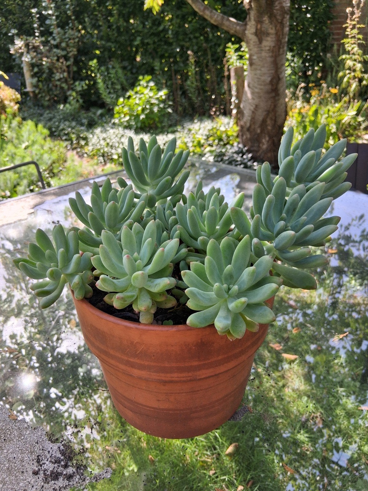 mooie sedum met pot, Tuin en Terras, Ophalen of Verzenden, Overige soorten, Volle zon