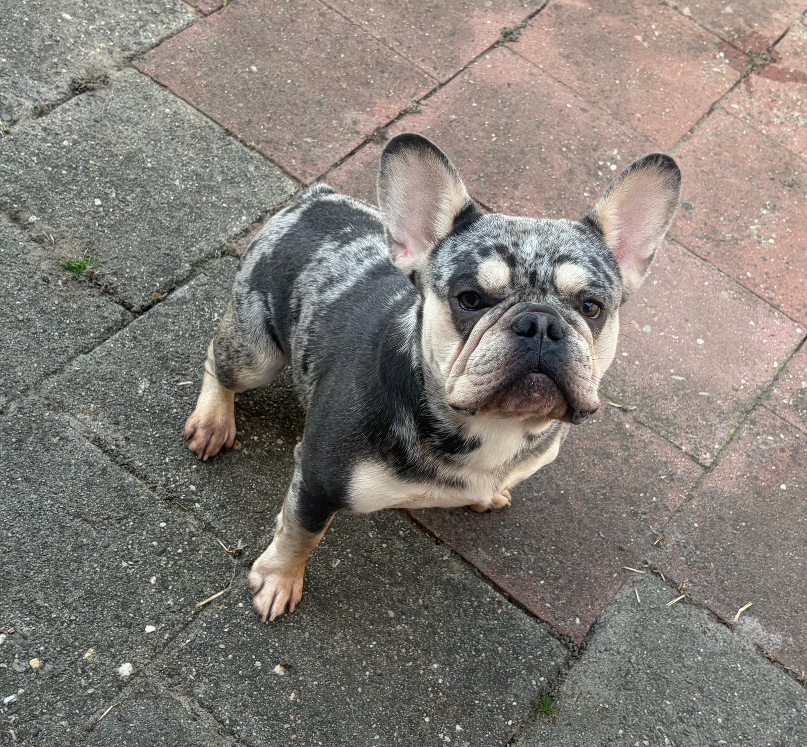 te koop Franse Bulldog reu met Stamboom, Reu, 1 tot 2 jaar, Bulldog, Eén hond