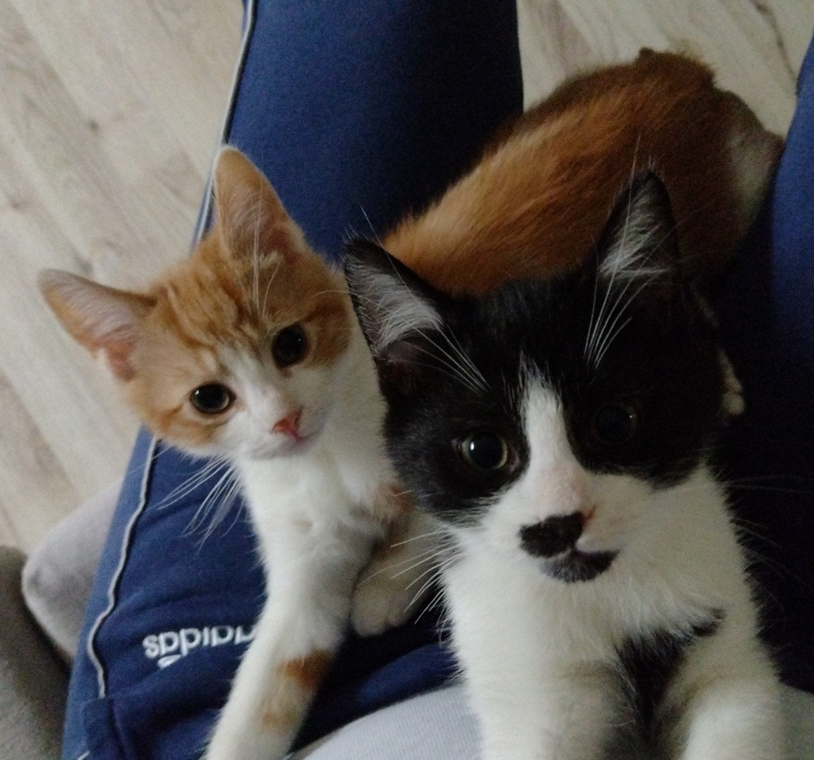 kittens zindelijk ingeënt gechipt ontvlooid en ontwormd, Meerdere dieren, Ontwormd, 0 tot 2 jaar