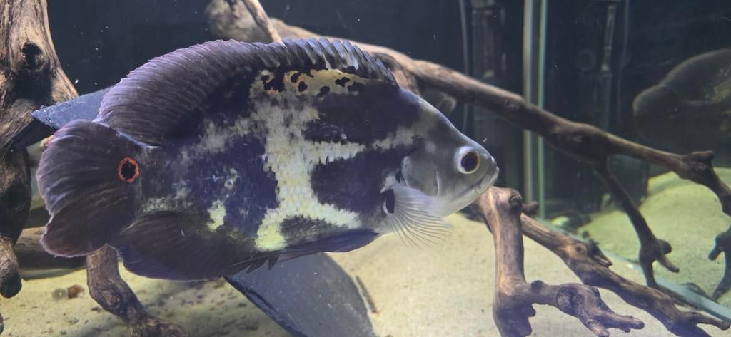 Astronotus mikolji wildvang, Vis