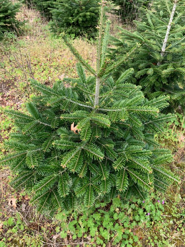 Nordmann 100-120 cm———— 200 stuks, Tuin en Terras, Planten | Bomen, Bloeit niet, Overige soorten, 100 tot 250 cm, Ophalen