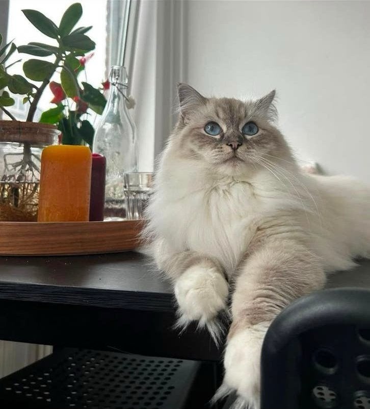 British Long Hair, Dieren en Toebehoren, Poes, Met stamboom, 3 tot 5 jaar