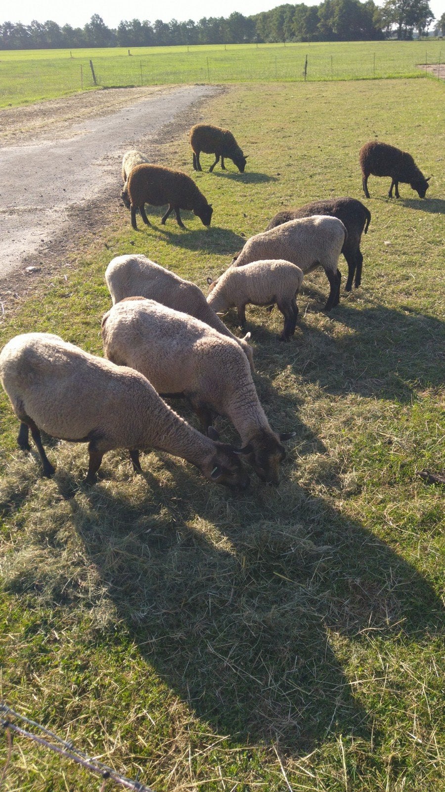 6 Shetlandschapen, Shetlandschaap, Shetland-schaap, Vrouwelijk, Schaap