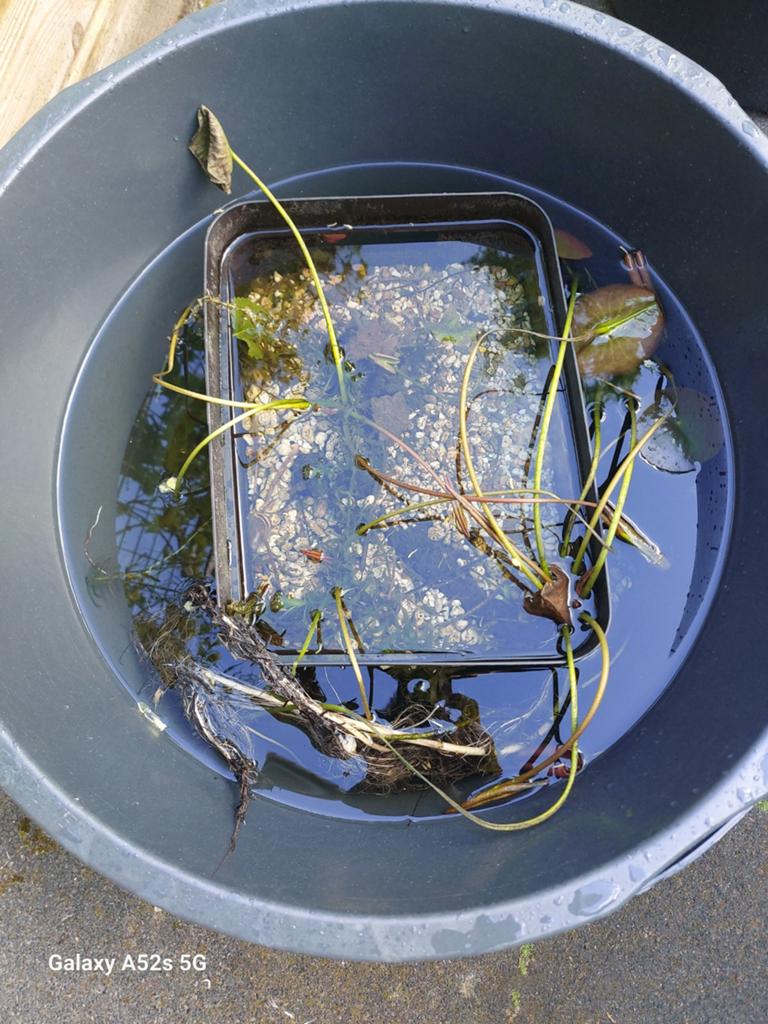Gratis waterlelie in mandje, Tuin en Terras, Ophalen