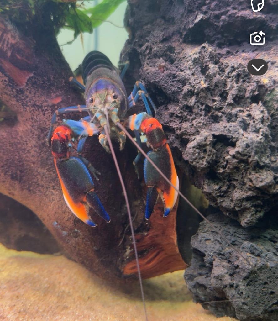 cherax kreeften, Dieren en Toebehoren, Vissen | Aquariumvissen, Vis
