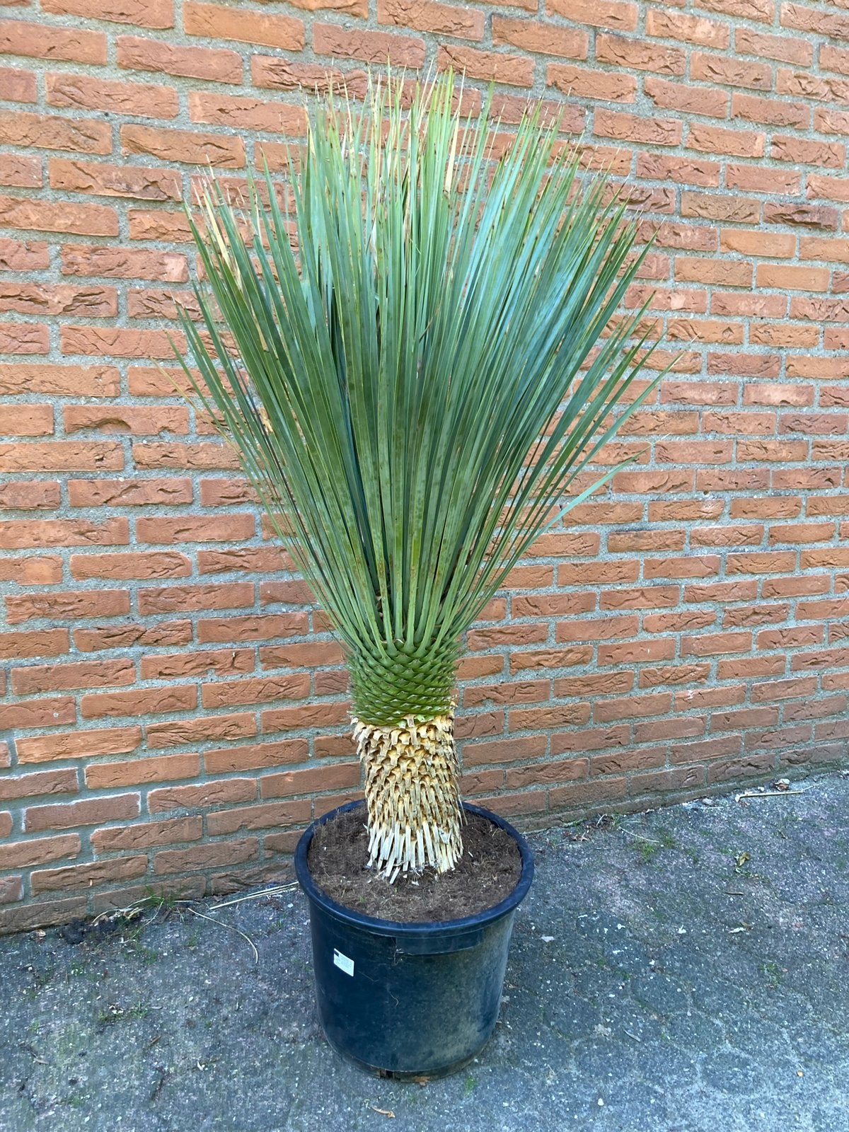 Yucca rostrata - Blauwe Palmlelie, Overige soorten, Volle zon, Vaste plant, Ophalen of Verzenden