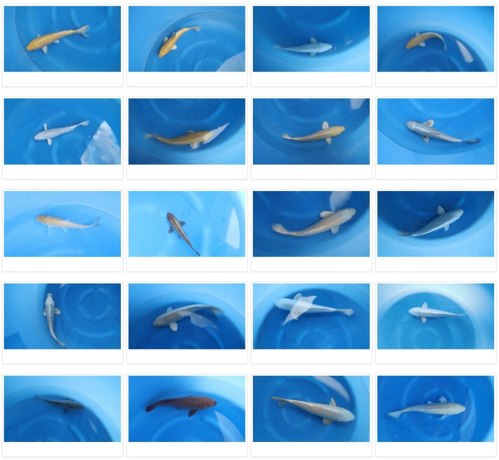 >35 Japanse import koi karpers, bezorging mogelijk, Karper of Koi