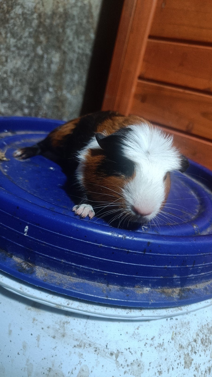 Jongen cavia beertjes 3, Cavia, Mannelijk, Mei, Tam