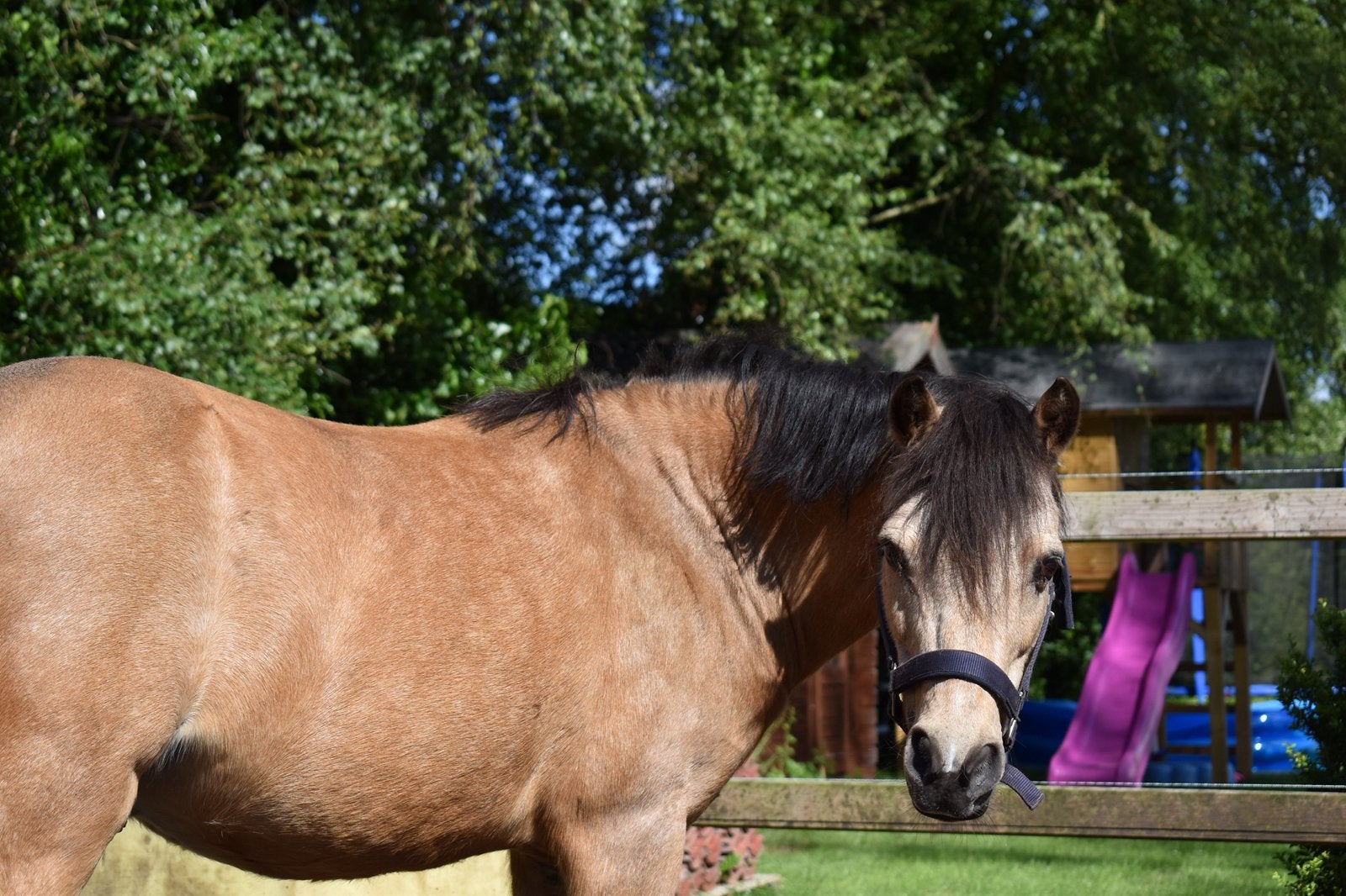 Lieve kinder pony / weidemaatje te koop, Gechipt, B, Ruin, A pony (tot 1.17m)