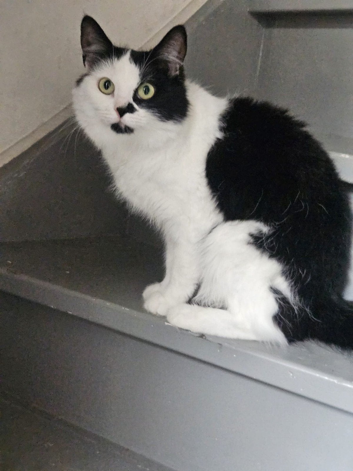 halve maincoon zoekt nieuw huisje, Poes