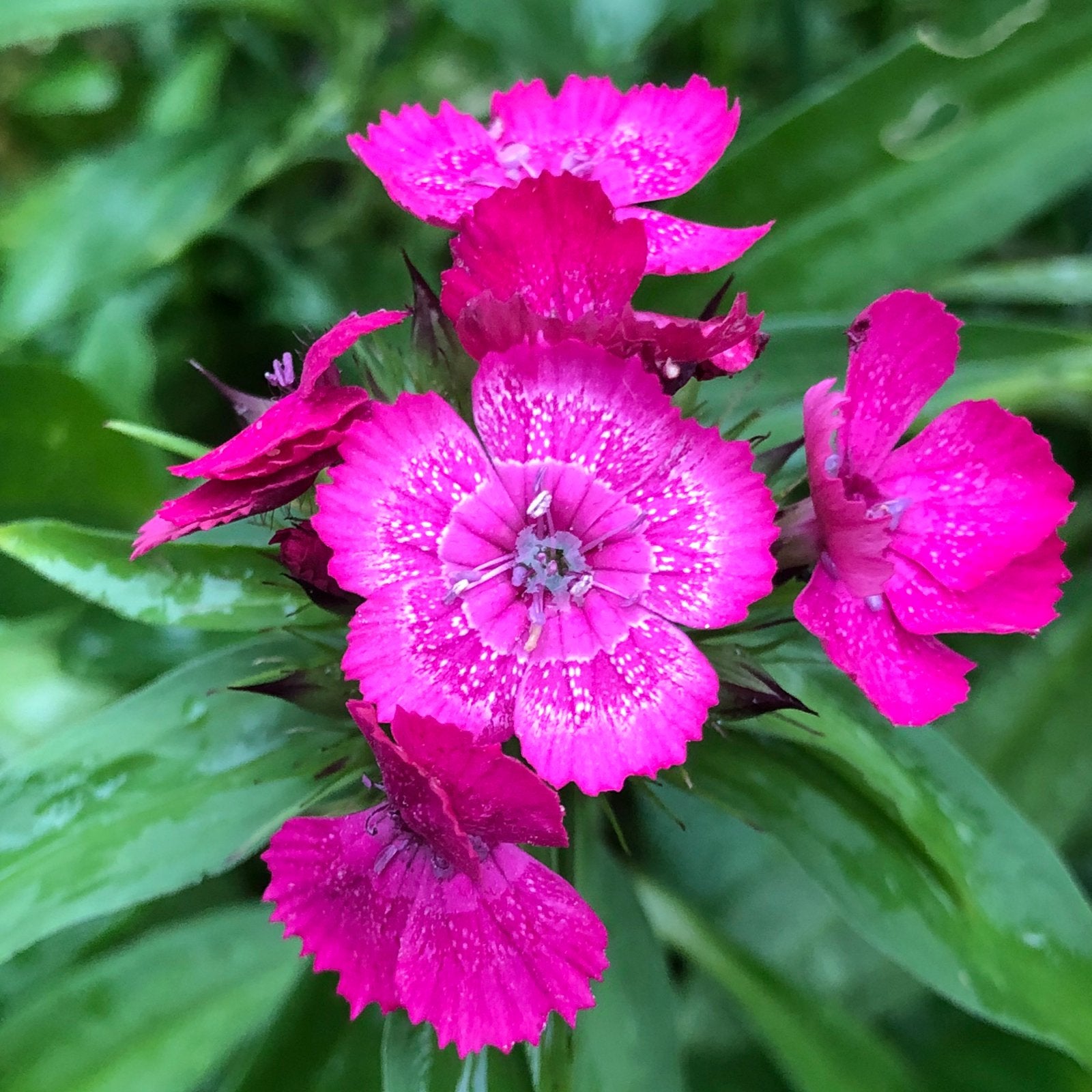 Bloemzaden 50 ct per zakje, Tuin en Terras, Bloembollen en Zaden, Ophalen of Verzenden, Volle zon, Knol