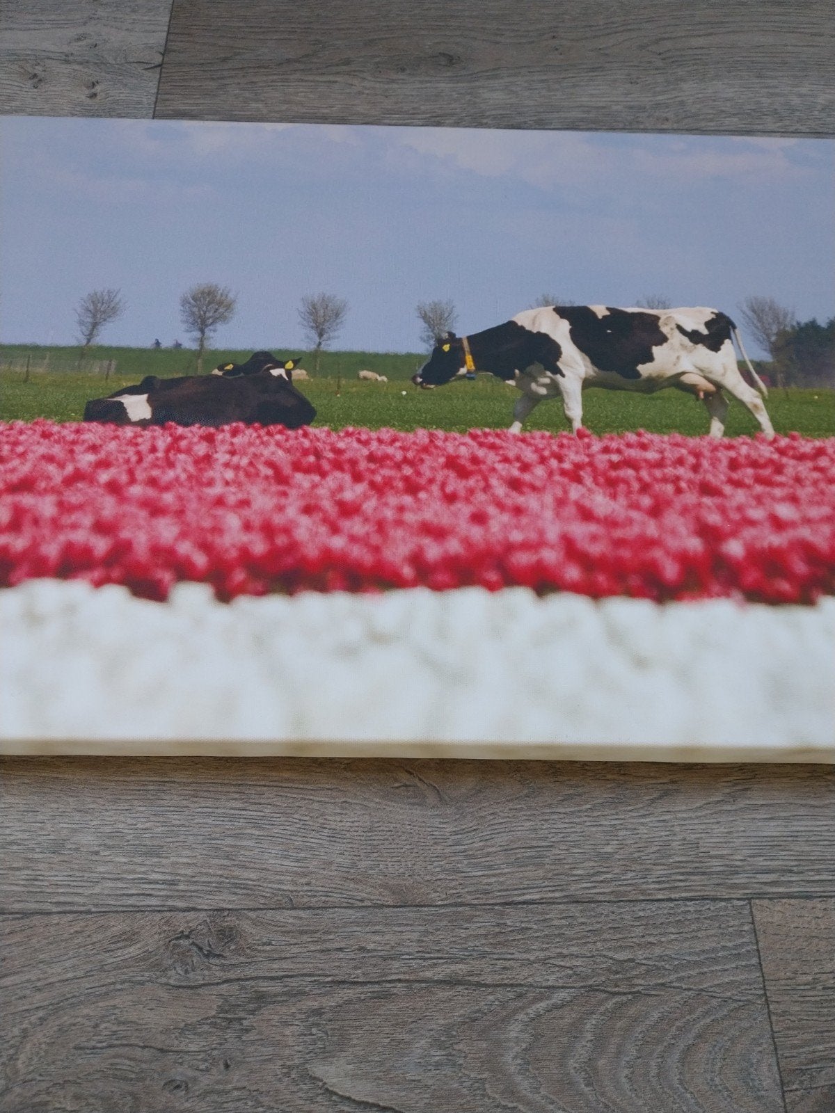 Mooi schilderij met koeien - 100 x 40 cm, Ophalen, Gebruikt, Schilderij, 75 tot 100 cm