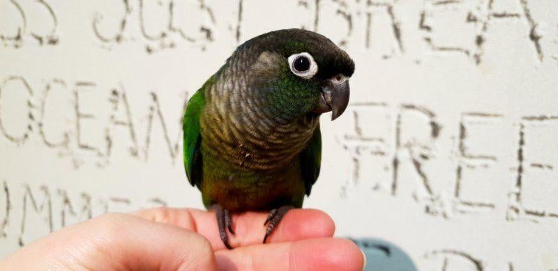 Jonge Baby Pyrrhura´s | Handtam | Nieuwsgierig | Div. Kleure, Meerdere dieren, Parkiet, Pratend