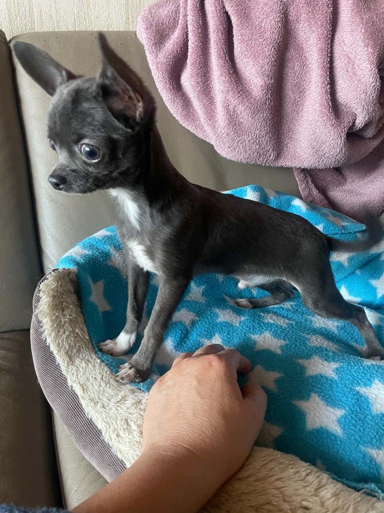 chihuahua pups kortharig, zeer mooi en raszuiver., Nederland, 15 weken tot 1 jaar, Meerdere, Meerdere dieren