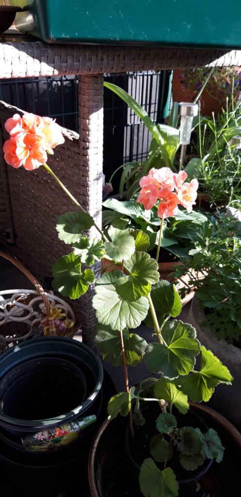 Hupl aan ongewenste /kittes in nood, Ophalen, Eenjarig, Groenteplanten, Volle zon