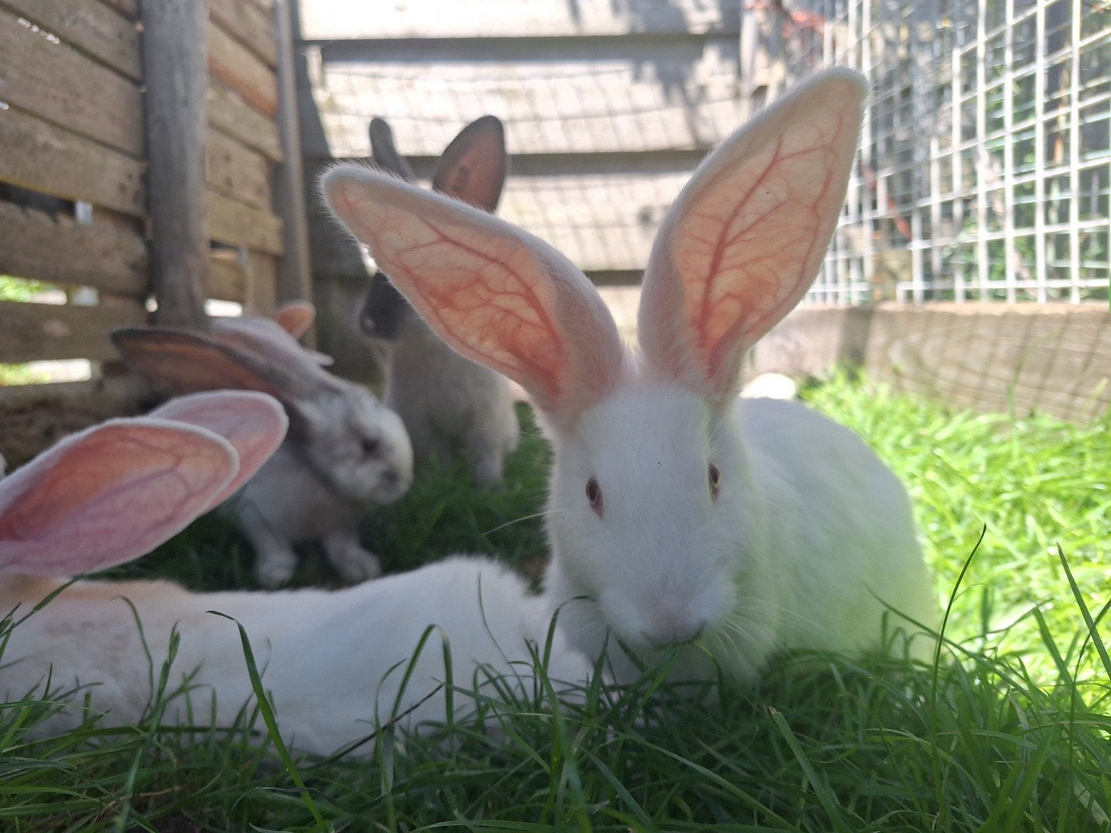 Duitse reus, Dieren en Toebehoren, Mannelijk, Groot
