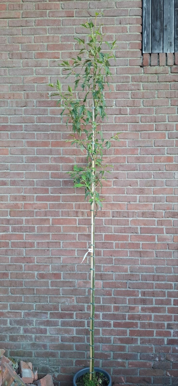 Alnus incana 'Laciniata', fijnbladige grauwe els, Ophalen, Volle zon, Overige soorten