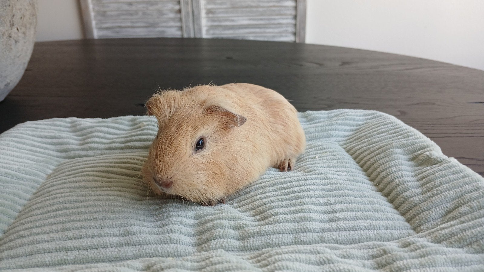 California cavia zeugje, Dieren en Toebehoren, September, Vrouwelijk, Cavia