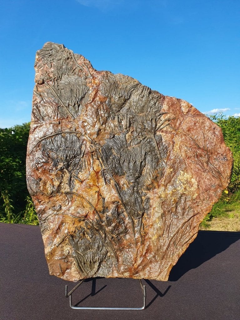 Giant Museum-Scyphocrinites elegans Crinoid Plate, Ophalen of Verzenden, Fossiel
