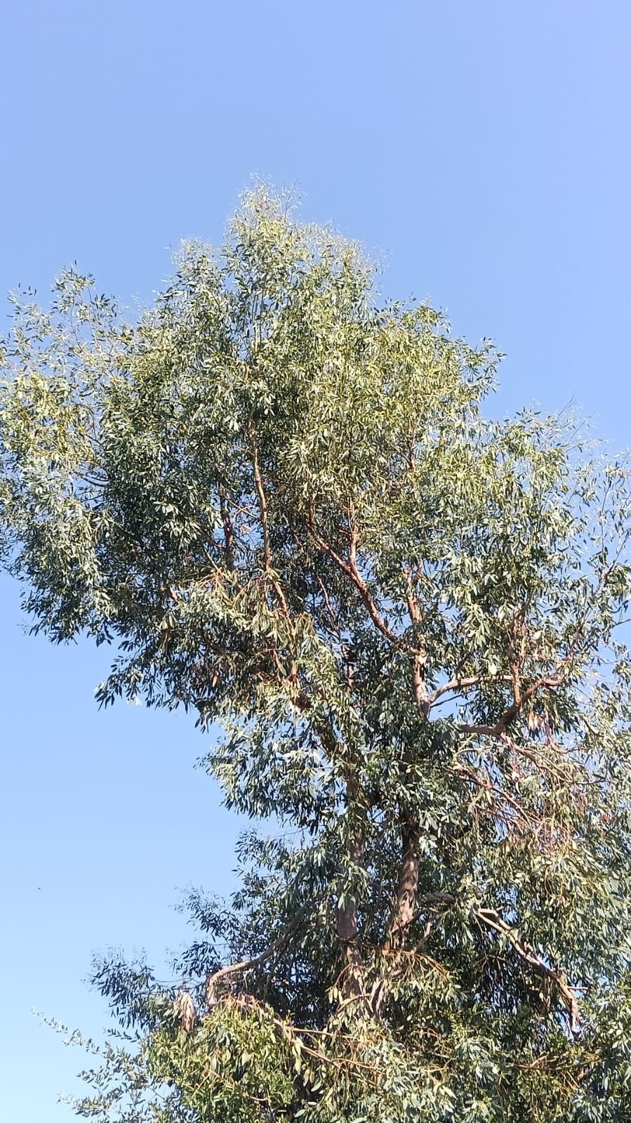 Verse Eucalyptus Takken & Hout, Ophalen, Bloeit niet, Overige soorten, Volle zon