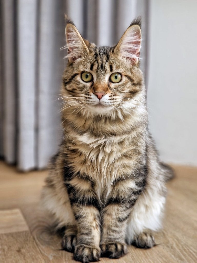 2 jaar oude langharige poes: kruising maincoon/ragdoll, Dieren en Toebehoren, Poes, Gechipt, 0 tot 2 jaar