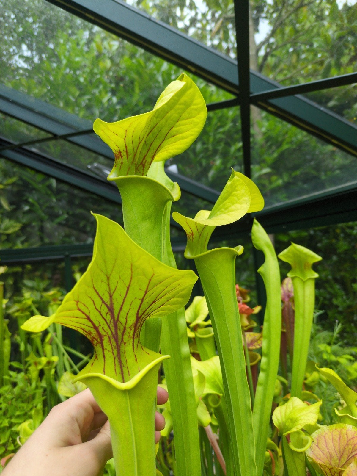 Sarracenia flava var. Flava - vleesetende plant, Ophalen, Overige soorten, Volle zon