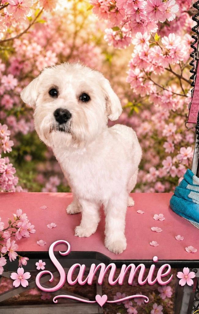Boomer 8 maanden, 15 weken tot 1 jaar, Reu, Eén hond, Klein