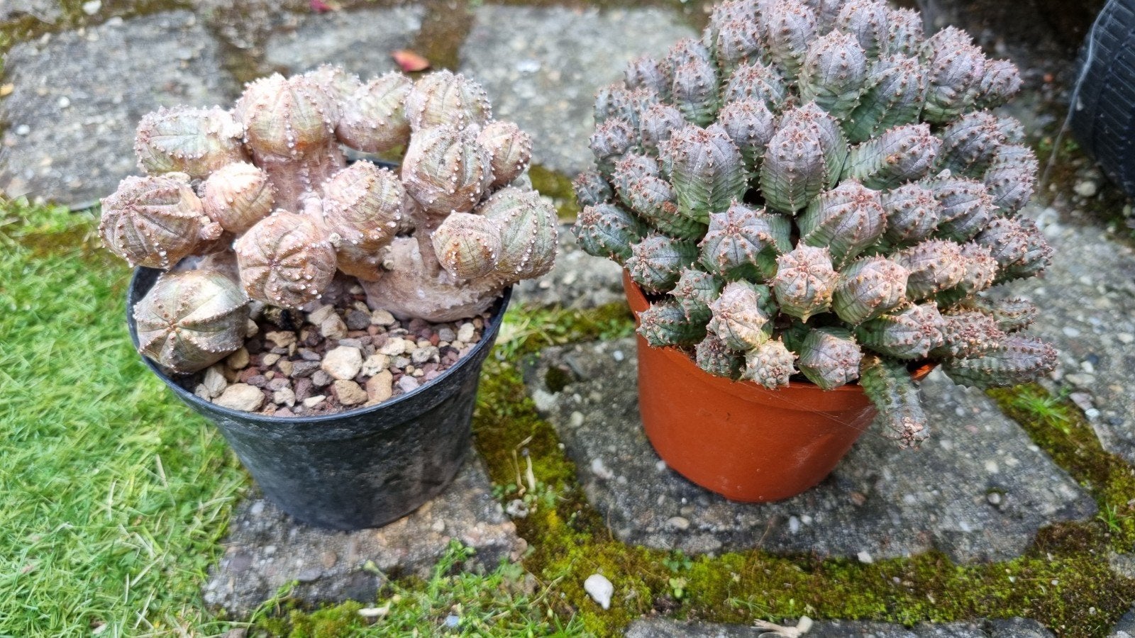 CACTUS EUPHORBIA OBESA LEUKE PLANTEN SUCCULENT, Ophalen of Verzenden, Cactus, Volle zon, Minder dan 100 cm